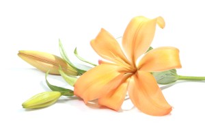 stockvault-lilly127609